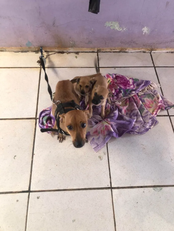 Cachorro ra a SRD-ViraLata idade 1 ano nome Cacau 
