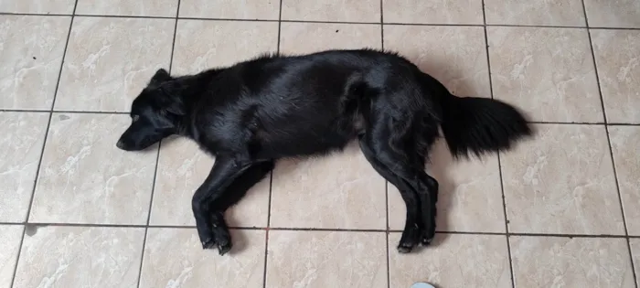 Cachorro ra a SRD-ViraLata idade 2 anos nome Crystal