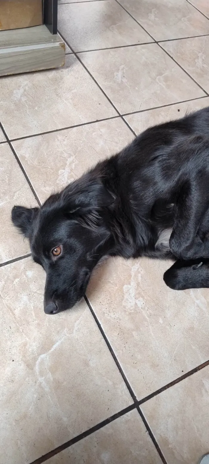 Cachorro ra a SRD-ViraLata idade 2 anos nome Crystal