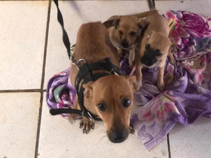 Cachorro ra a SRD-ViraLata idade 1 ano nome Cacau 