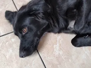 Cachorro raça SRD-ViraLata idade 2 anos nome Crystal
