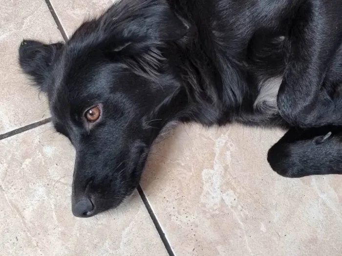 Cachorro ra a SRD-ViraLata idade 2 anos nome Crystal