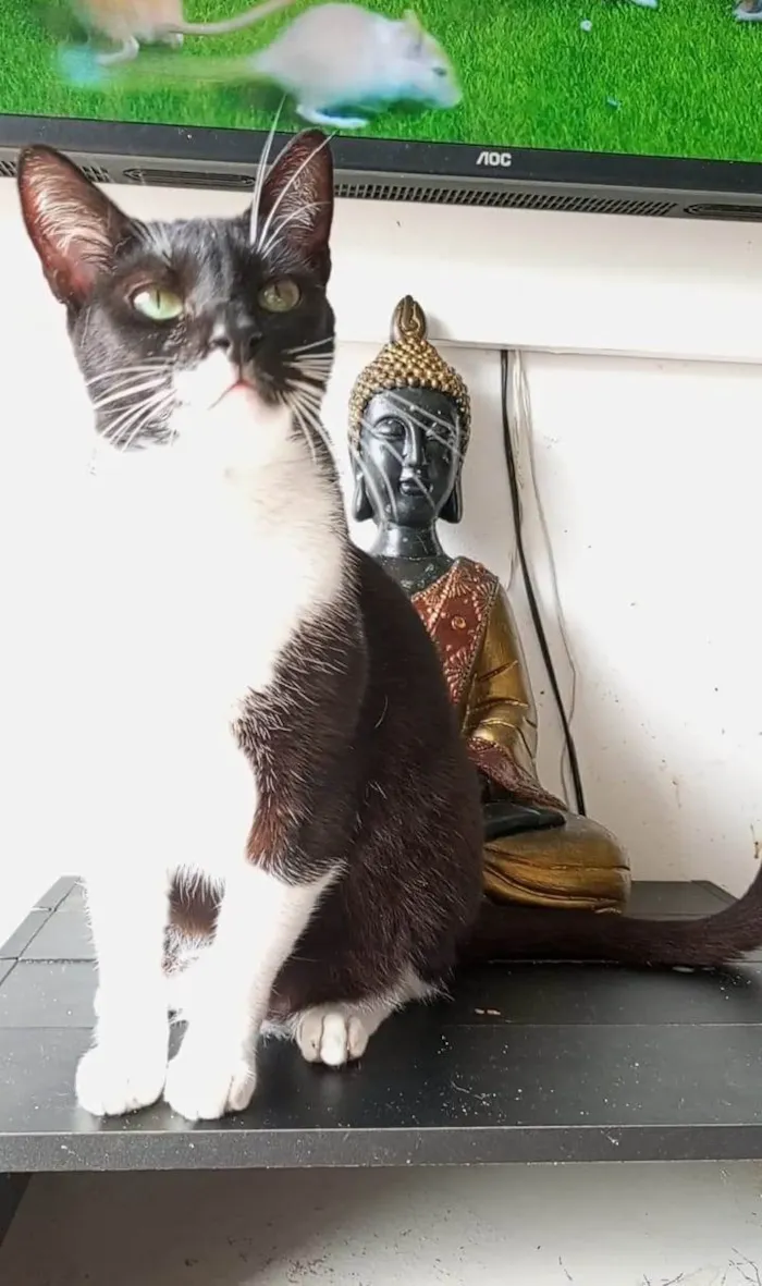 Gato ra a SRD-ViraLata idade 3 anos nome LORD