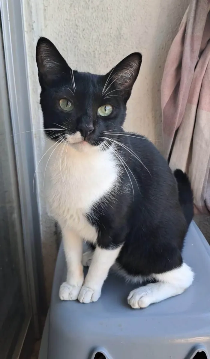 Gato ra a SRD-ViraLata idade 3 anos nome LORD