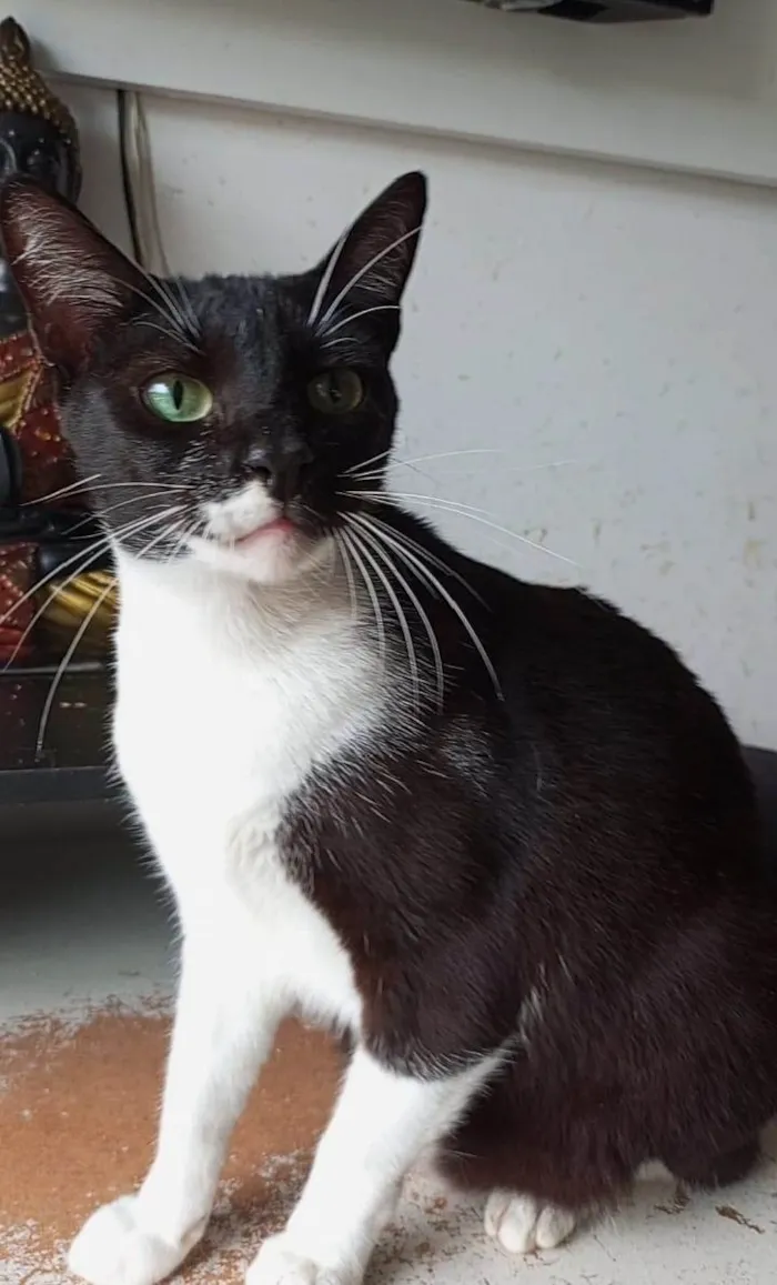 Gato ra a SRD-ViraLata idade 3 anos nome LORD