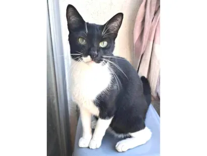 Gato raça SRD-ViraLata idade 3 anos nome LORD