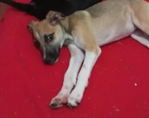 Cachorro raça SRD-ViraLata idade 2 a 6 meses nome Zoe