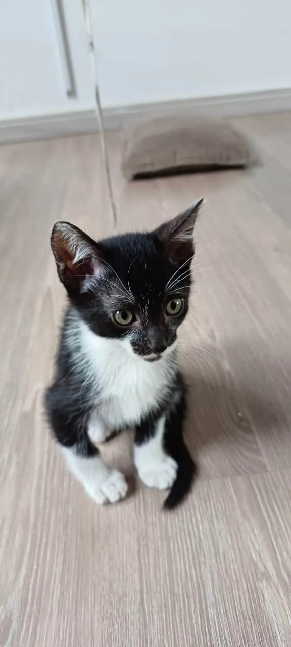 Gato ra a SRD-ViraLata idade 2 a 6 meses nome Filhotinhos de gato