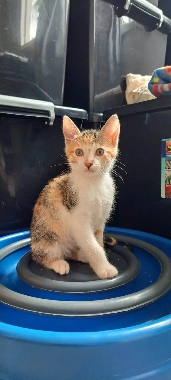 Gato ra a SRD-ViraLata idade 2 a 6 meses nome Filhotinhos de gato