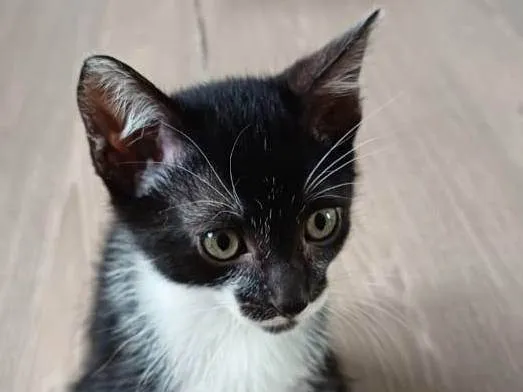 Gato ra a SRD-ViraLata idade 2 a 6 meses nome Filhotinhos de gato