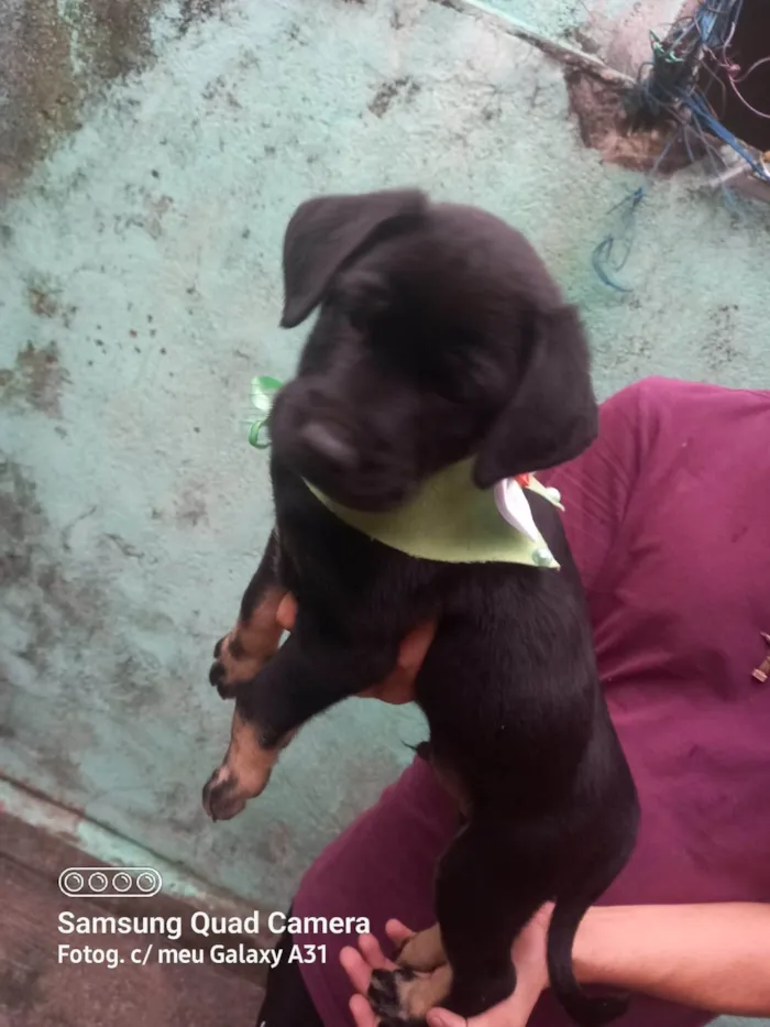 Cachorro ra a Labrador idade Abaixo de 2 meses nome Sem nome