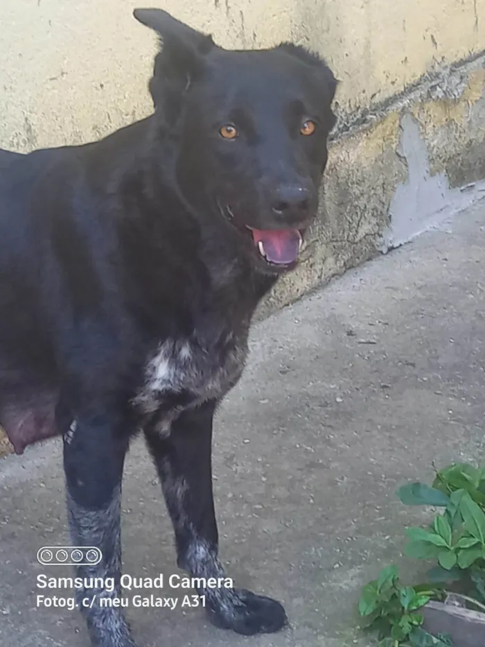 Cachorro ra a Labrador idade 6 ou mais anos nome Shakira