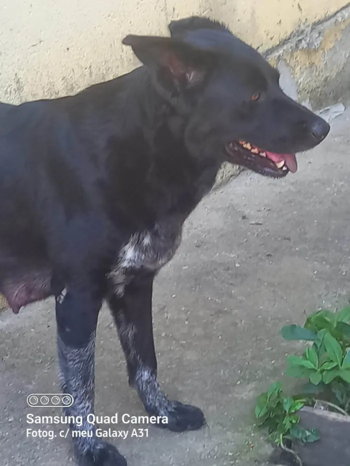 Cachorro ra a Labrador idade 6 ou mais anos nome Shakira