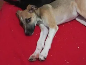 Cachorro raça SRD-ViraLata idade 2 a 6 meses nome Zoe