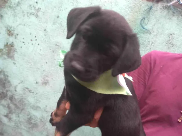 Cachorro ra a Labrador idade Abaixo de 2 meses nome Sem nome