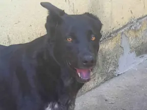 Cachorro raça Labrador idade 6 ou mais anos nome Shakira 
