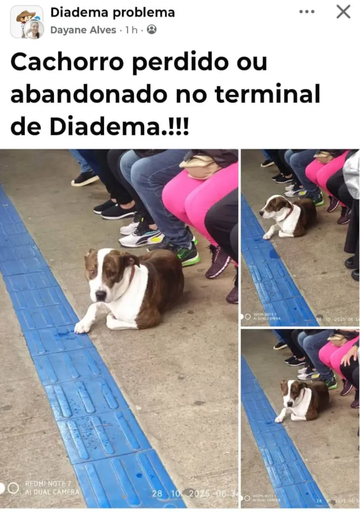 Cachorro ra a Pit-Bull idade 7 a 11 meses nome Indefinido