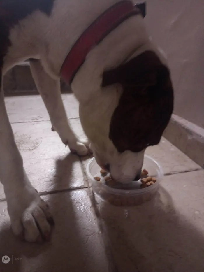 Cachorro ra a Pit-Bull idade 7 a 11 meses nome Indefinido