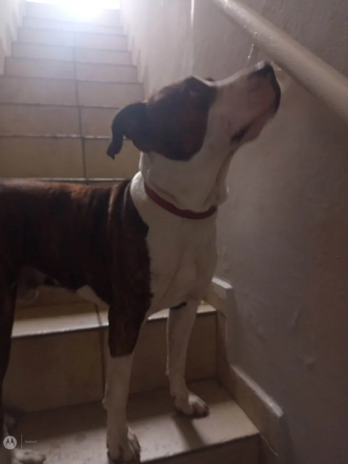 Cachorro ra a Pit-Bull idade 7 a 11 meses nome Indefinido