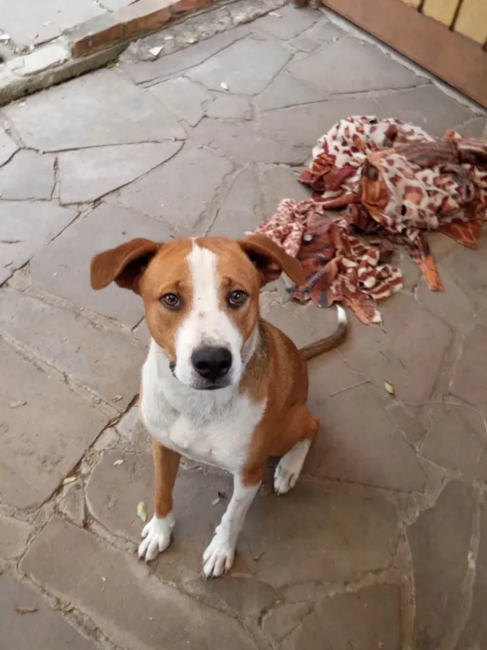 Cachorro ra a SRD-ViraLata idade 1 ano nome Furacão