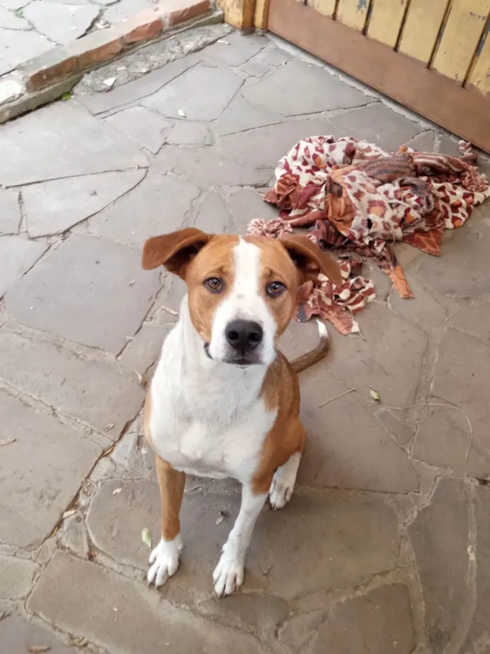 Cachorro ra a SRD-ViraLata idade 1 ano nome Furacão