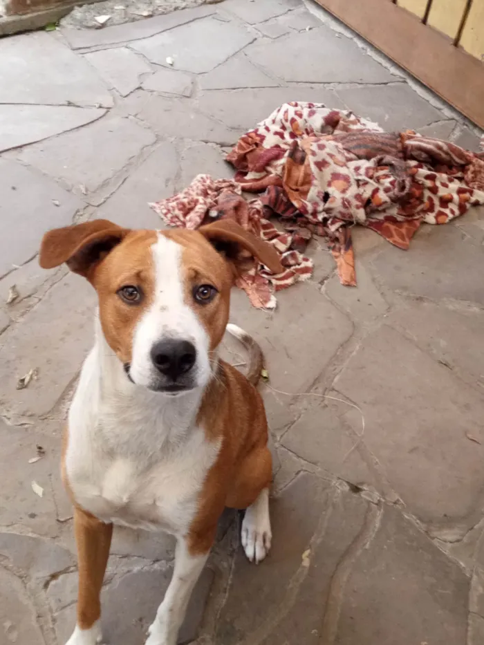 Cachorro ra a SRD-ViraLata idade 1 ano nome Furacão