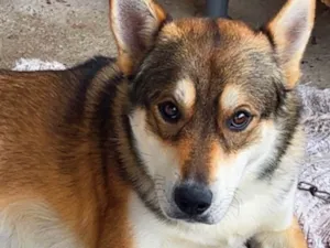 Cachorro raça SRD-ViraLata idade 1 ano nome Apolo 