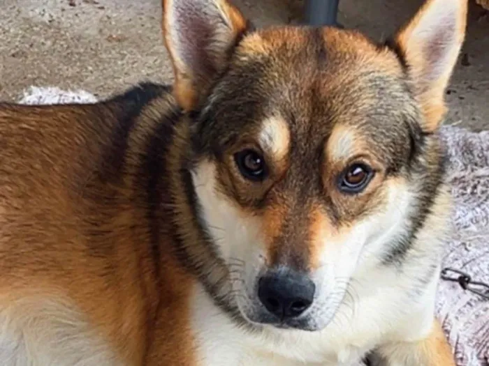 Cachorro ra a SRD-ViraLata idade 1 ano nome Apolo