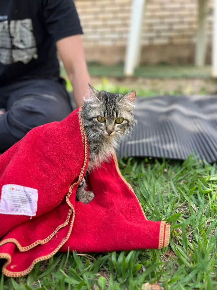 Gato ra a SRD-ViraLata idade 2 a 6 meses nome Fênix