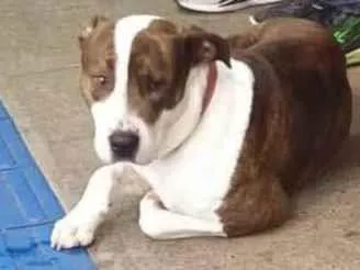 Cachorro raça Pit-Bull idade 7 a 11 meses nome Indefinido