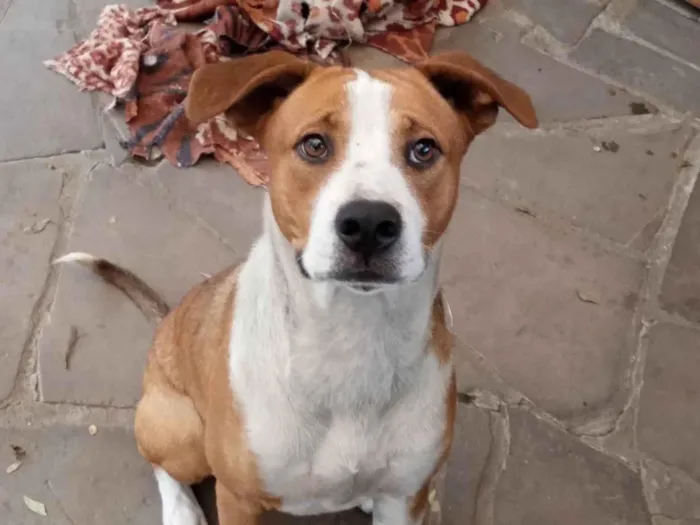 Cachorro ra a SRD-ViraLata idade 1 ano nome Furacão