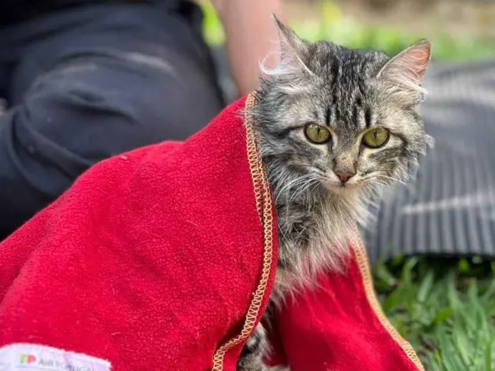 Gato ra a SRD-ViraLata idade 2 a 6 meses nome Fênix