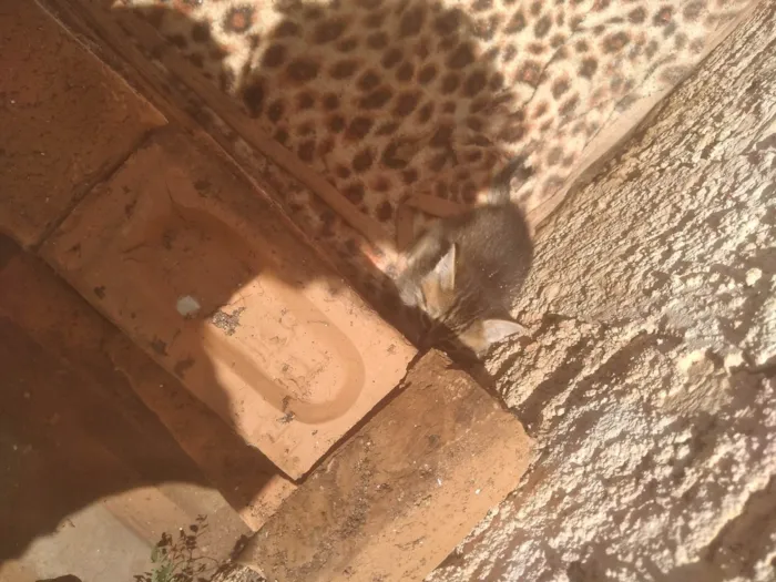 Gato ra a SRD-ViraLata idade 2 a 6 meses nome Gatos