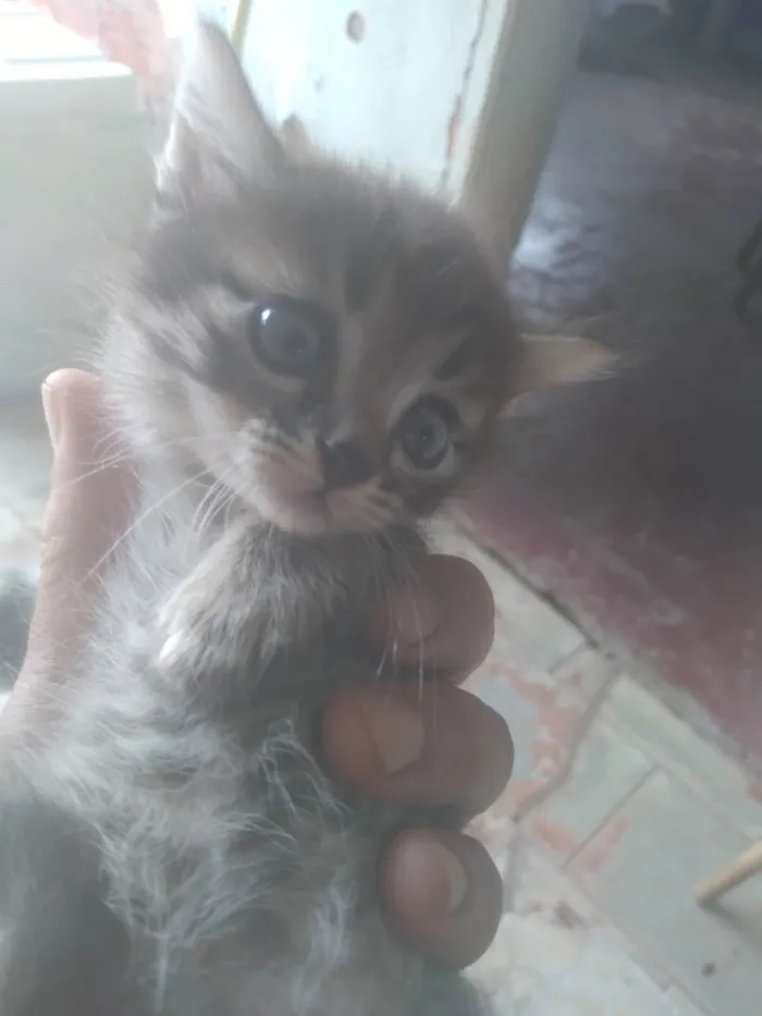 Gato ra a SRD-ViraLata idade 2 a 6 meses nome Gatos