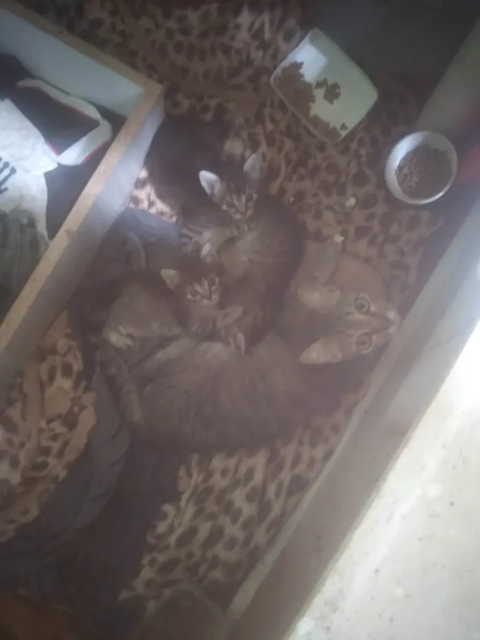 Gato ra a SRD-ViraLata idade 2 a 6 meses nome Gatos