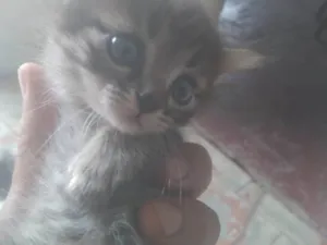 Gato raça SRD-ViraLata idade 2 a 6 meses nome Gatos