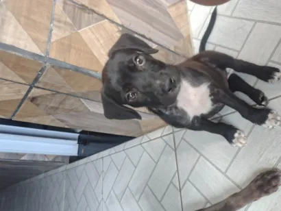 Cachorro raça SRD-ViraLata idade Abaixo de 2 meses nome Brisa