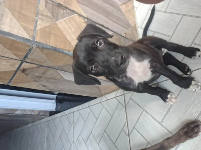 Cachorro ra a SRD-ViraLata idade Abaixo de 2 meses nome Brisa