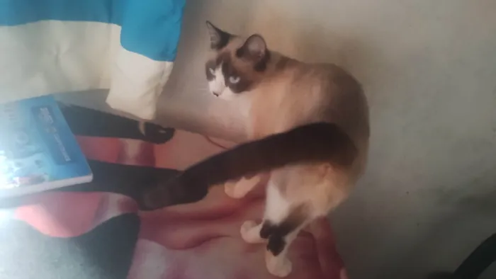 Gato ra a Siamês idade 1 ano nome A Bi