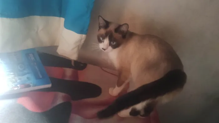 Gato ra a Siamês idade 1 ano nome A Bi