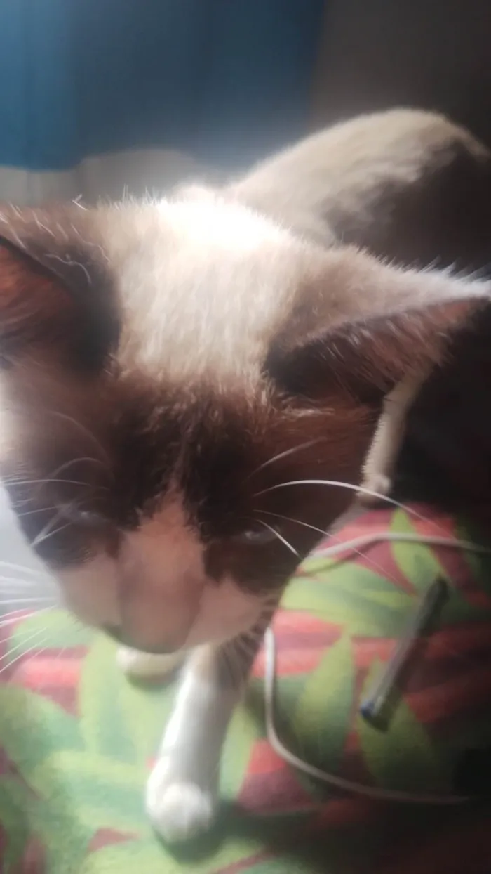 Gato ra a Siamês idade 1 ano nome A Bi