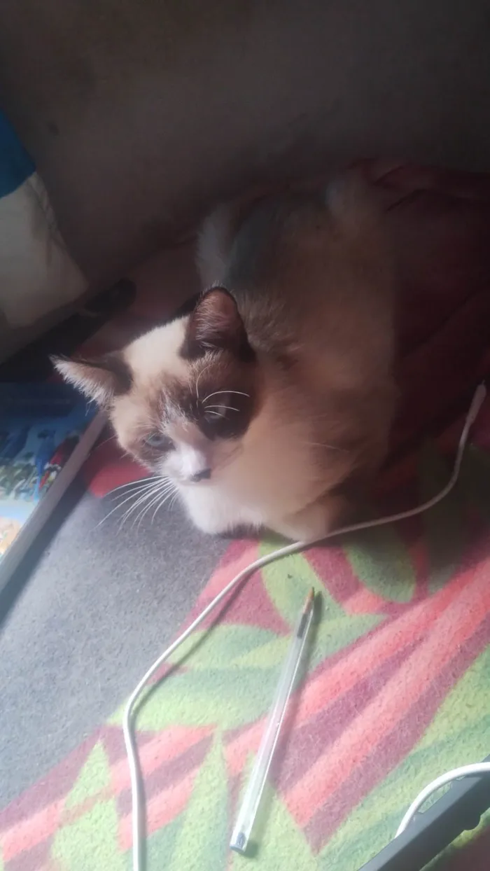 Gato ra a Siamês idade 1 ano nome A Bi