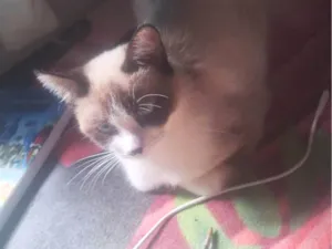 Gato raça Siamês idade 1 ano nome A Bi