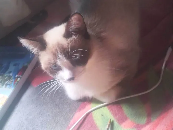 Gato ra a Siamês idade 1 ano nome A Bi
