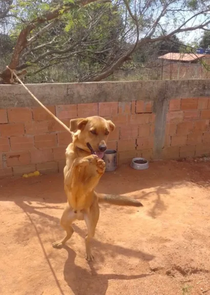 Cachorro raça SRD-ViraLata idade 7 a 11 meses nome Bili