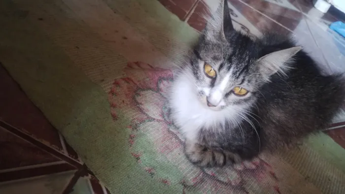 Gato ra a Siamês idade 1 ano nome Beijinho