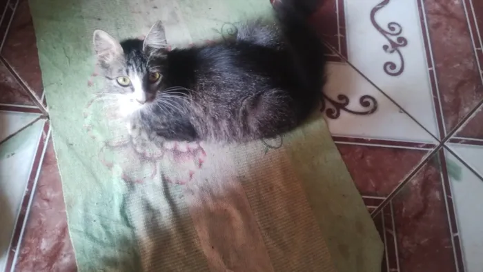 Gato ra a Siamês idade 1 ano nome Beijinho