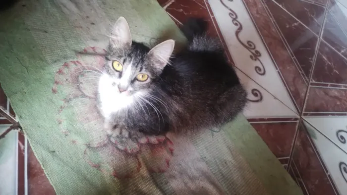 Gato ra a Siamês idade 1 ano nome Beijinho