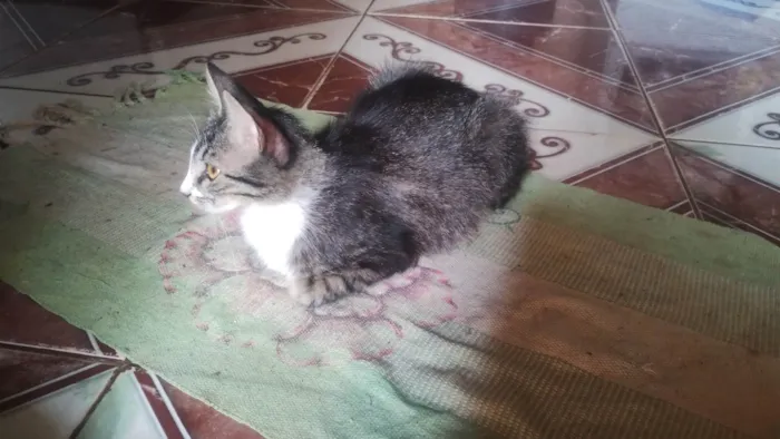 Gato ra a Siamês idade 1 ano nome Beijinho