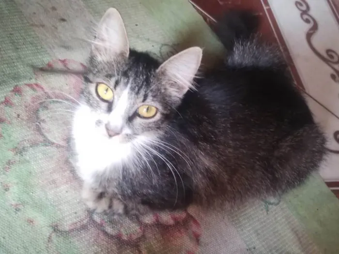 Gato ra a Siamês idade 1 ano nome Beijinho